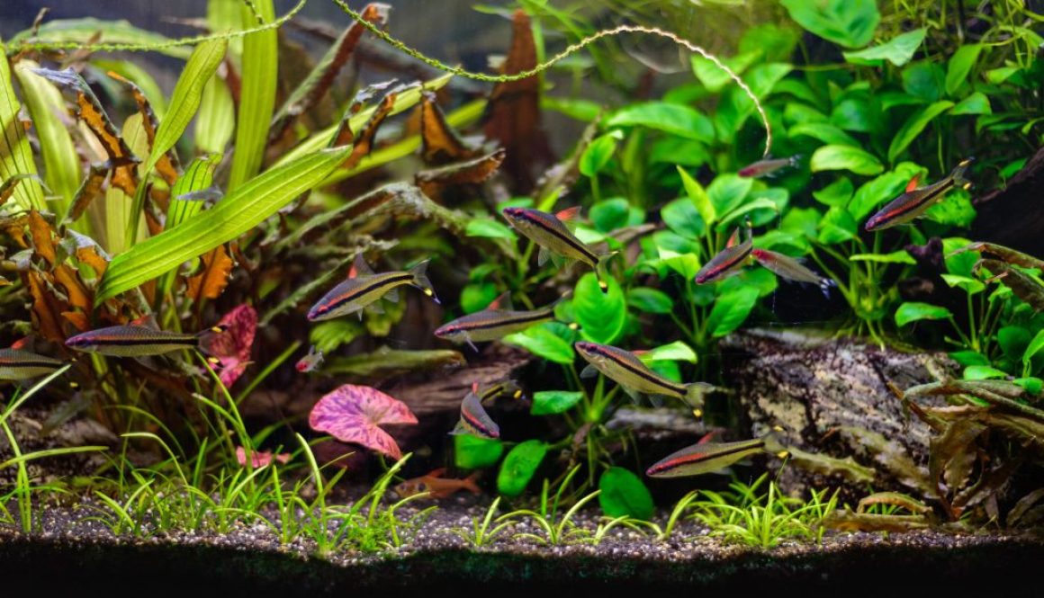 denisoni-barbus-puntius-denisonii-sahyadria-denisonii-group-fish-freshwater-aquarium