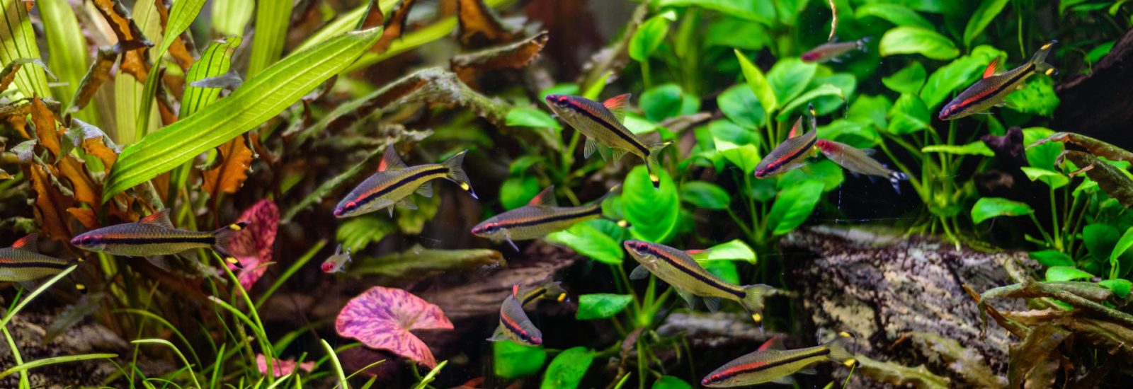 denisoni-barbus-puntius-denisonii-sahyadria-denisonii-group-fish-freshwater-aquarium